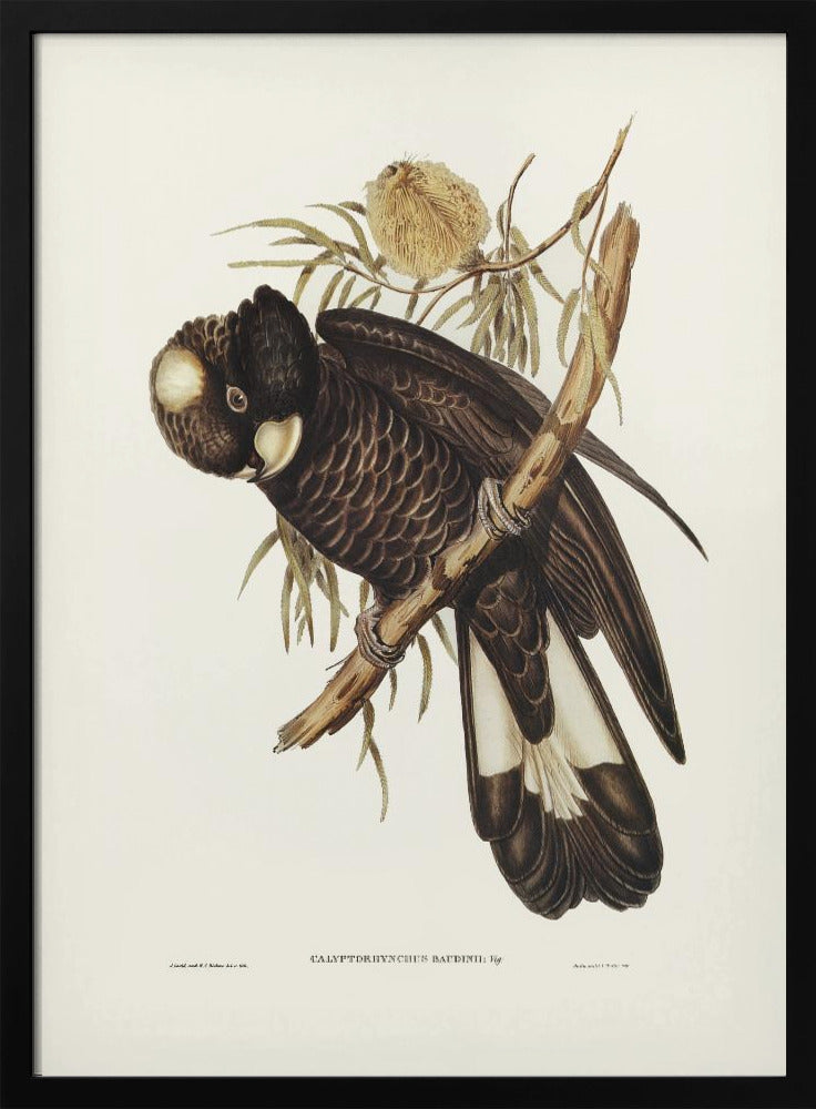 Baudin's Cockatoo Poster